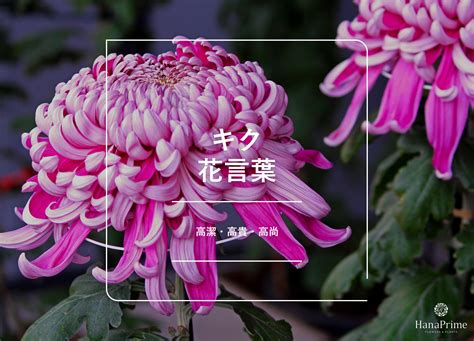 菊 風水|キク 縁起